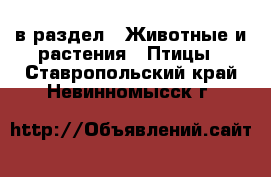  в раздел : Животные и растения » Птицы . Ставропольский край,Невинномысск г.